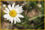 Mayweed