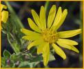 Mountain Arnica