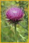 Musk Thistle