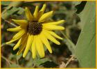 Common Sunflower