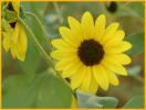Maximilian's Sunflower