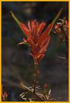 Giant Red Paintbrush
