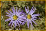 False Tahoka Daisy