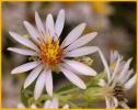 Siberian Wood-aster