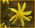 Yellow Spiney Daisy