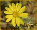 Woolly Paperflower