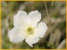 Wild Rose