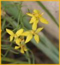 Western St.-John's Wort