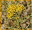 Yellow Bee Plant