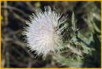 Bull Thistle