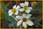 Common Beggarticks