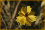 Common Tickseed