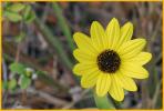 Florida Tickseed