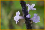 Blue Vervain
