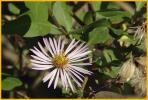 Climbing Aster