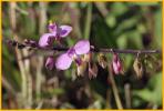 Butterfly-Pea