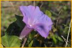 Glades Morning Glory