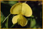 Zig-zag Bladderwort