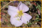 Pale Evening-primrose (Pink)