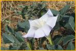 Sacred Datura