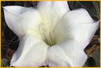 Sacred Datura