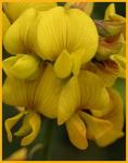 Showy Crotalaria