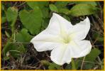 Tropical White Morning Glory