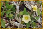 Clustered Rock-rose