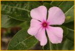 Annual Garden Phlox