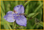Long-brac Spiderwort