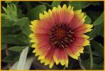 Indian Blanket