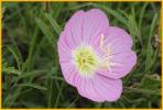 Showy Primrose