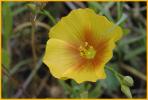 Stiff-stem Flax
