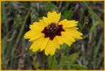 Coreopsis