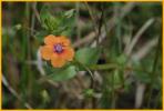 Scarlet Pimpernel