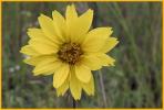 Simpson's Rosinweed