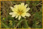 Texas Dandelion