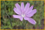 Chicory
