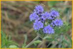 Phacelia