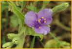 Prairie Spiderwort