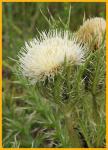 Yellow Thistle