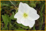 Showy Primrose