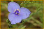 Ohio Spiderwort