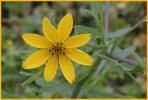 Tickseed Sunflower