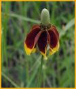 Prairie Coneflower (Mexican Hat)