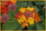 Texas Lantana