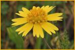Fringed Sneezeweed