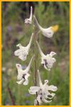 Prairie Larkspur