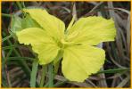 Stemless Evening Primrose