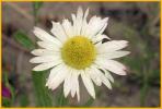 Arkansas Lazy Daisy